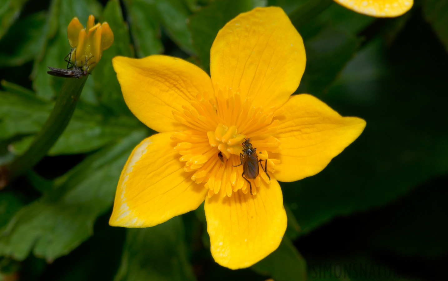 Caltha palustris [105 mm, 1/60 sec at f / 18, ISO 200]